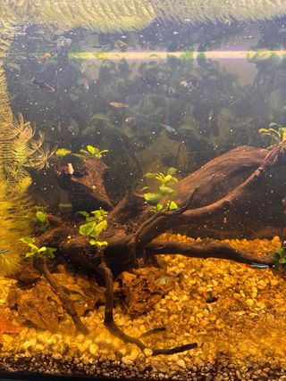 Acuario eheim 240l