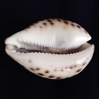 Conchiglia Naturale Cypraea Tigris con incisione