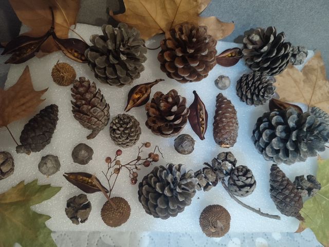 Piñas+ Elementos Naturales,Decor.Otoño