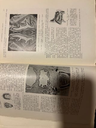 Anatomía del desarrollo