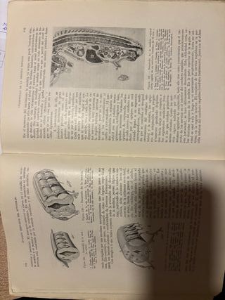 Anatomía del desarrollo