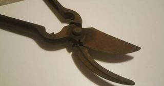 Antiche cesoie forbici vintage forbicioni