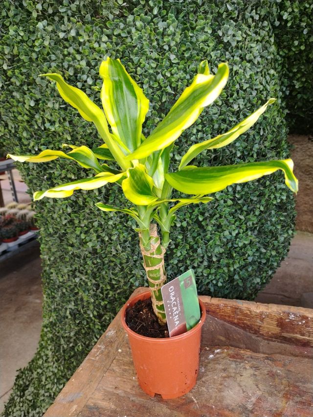 Dracaena Goldcresp