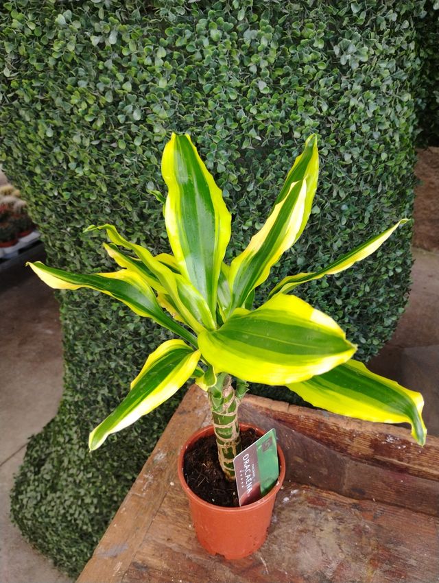 Dracaena Goldcresp