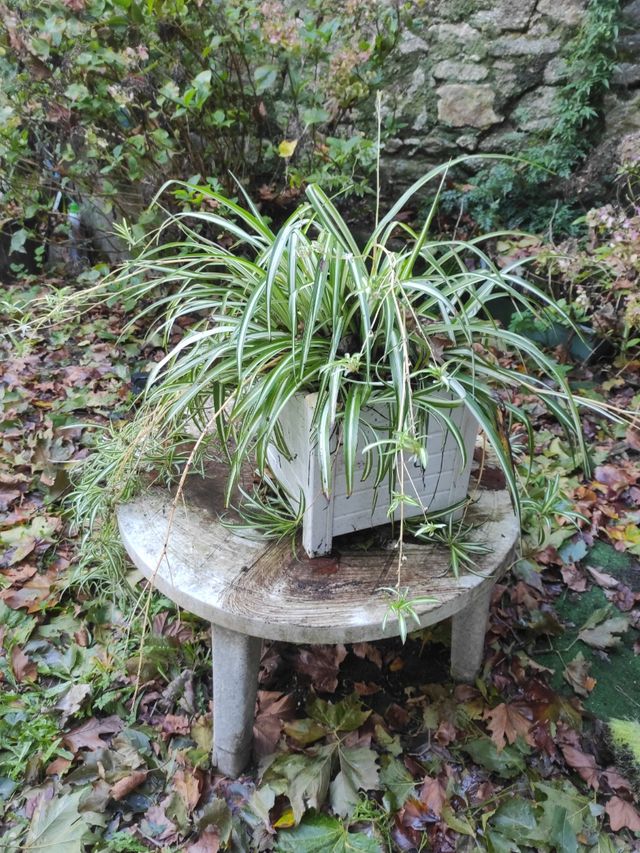 Planta cinta grandeee