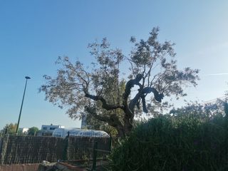 Piscinas  - Jardinería - Poda