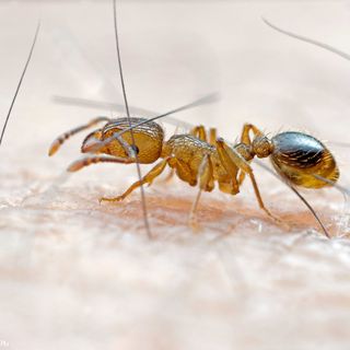 Lente Ultra Macro Venus Optics Laowa 25mm f/2,8 2,