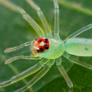 Lente Ultra Macro Venus Optics Laowa 25mm f/2,8 2,