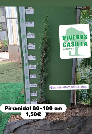 Ciprés para seto