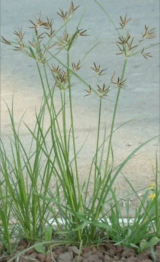 Cyperus Longus, planta de estanque 