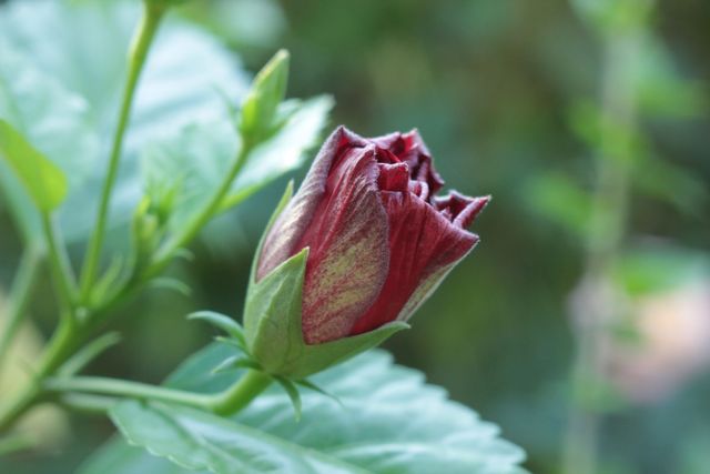 dos cámaras Canon 550d y cuatro lentes o cambio