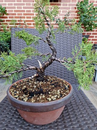 BONSAI JUNIPERO OLD GOLD.