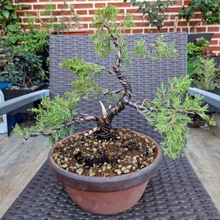 BONSAI JUNIPERO OLD GOLD.