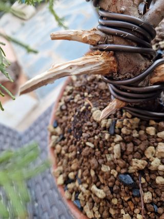 BONSAI JUNIPERO OLD GOLD.