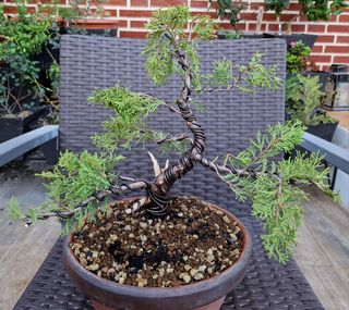 BONSAI JUNIPERO OLD GOLD.