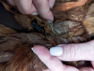 Chaquetón pelo zorro