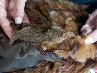 Chaquetón pelo zorro