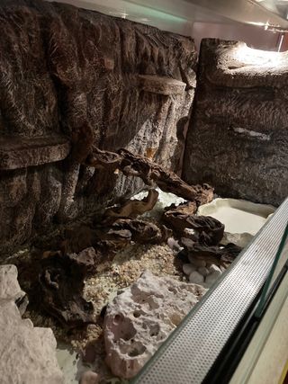 Terrario grande pogona, gecko, tortuga tierra