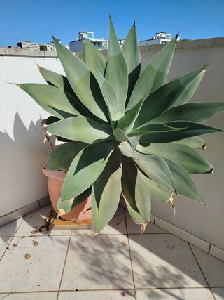 Planta agave.