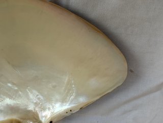Pinctada Maxima Margaritifera Madreperla cm.19X16
