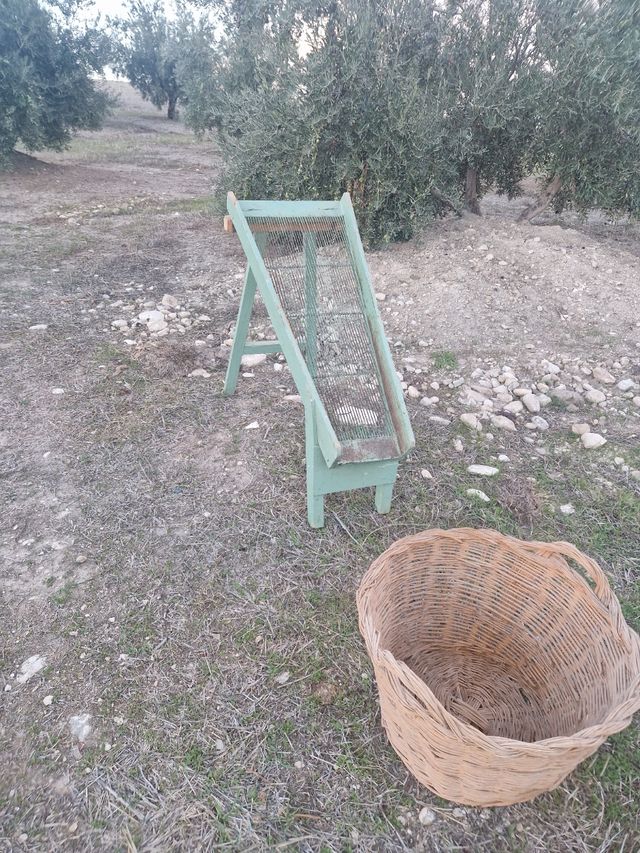 Criba aceituna