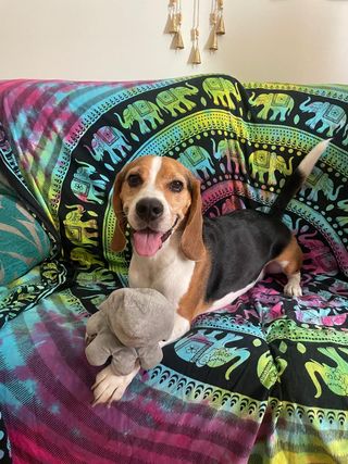 Paseo y cuidado de perros/animales. Pension canina