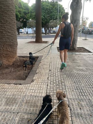 Cuidador/paseador perros/mascotas. Residencia can