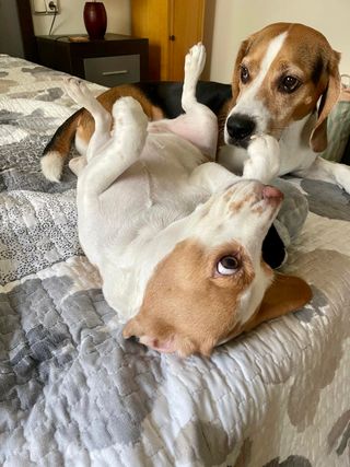 Cuidador/paseador perros/mascotas. Residencia can