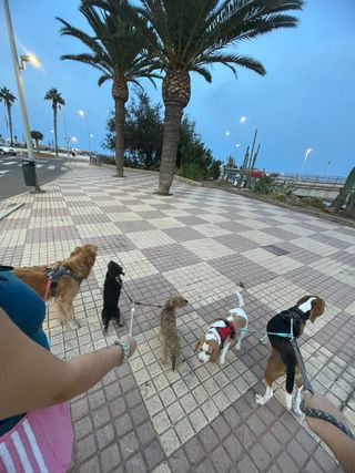 Cuidador/paseador perros/mascotas. Residencia can