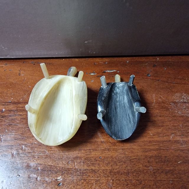 Rara coppia di Tartarughe 🐢 🐢