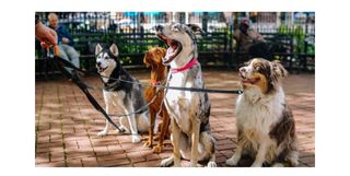 Adiestrador canino Bizkaia