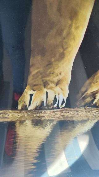 Placas PVC Mármol León