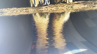 Placas PVC Mármol León