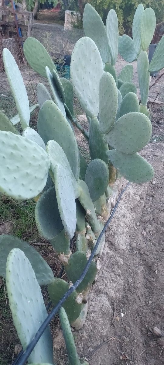 Pencas... hojas chumbera...