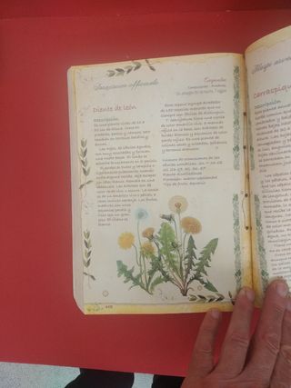 Plantas Silvestres, infusiones y tisanas