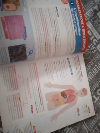 Scienze Evviva il corpo umano