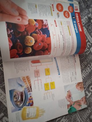Scienze Evviva il corpo umano