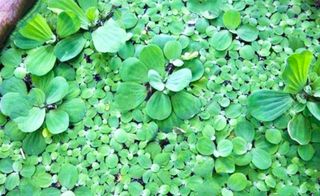Lote 10 Lechugas de agua para acuarios!!
