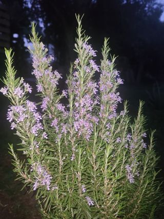 Romero ,planta medicinal y aromatica