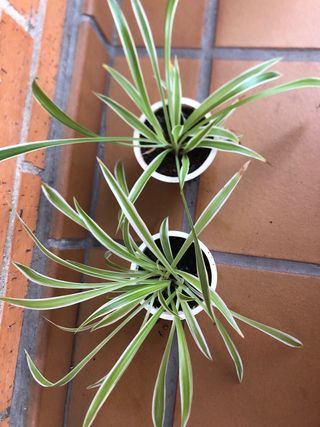 Planta cinta o malamadre M10