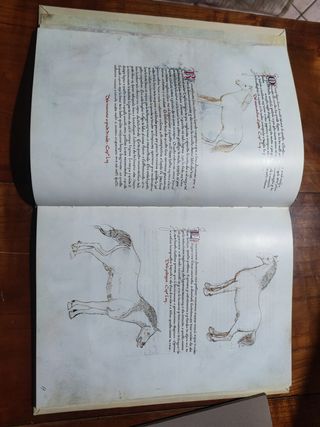 Dei cavalli la pratica di Maestro bonifa