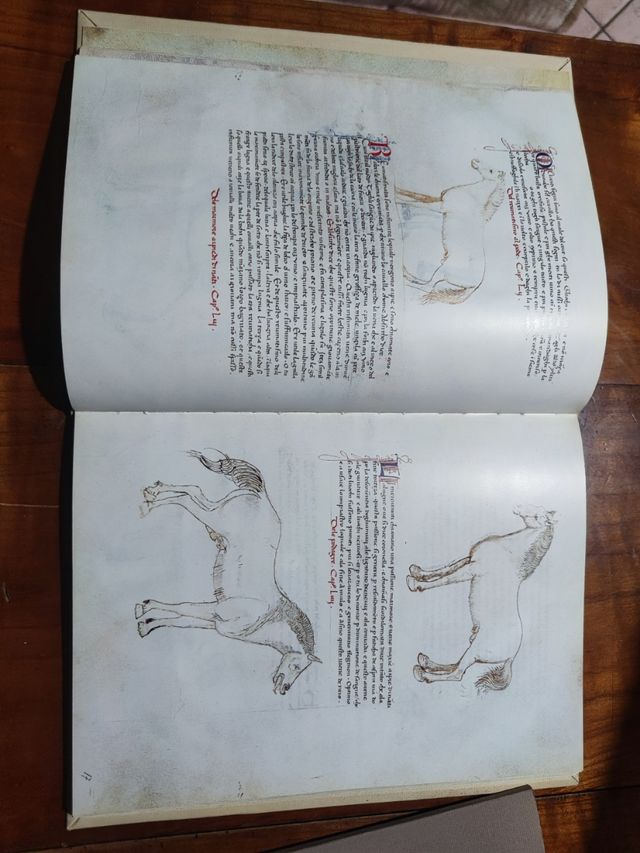 Dei cavalli la pratica di Maestro bonifa