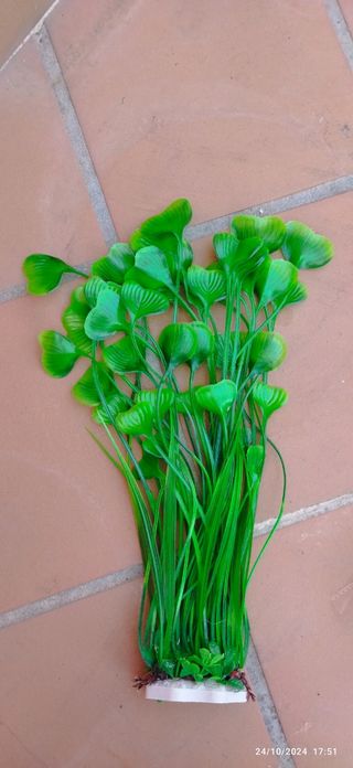 Plantas acuario 