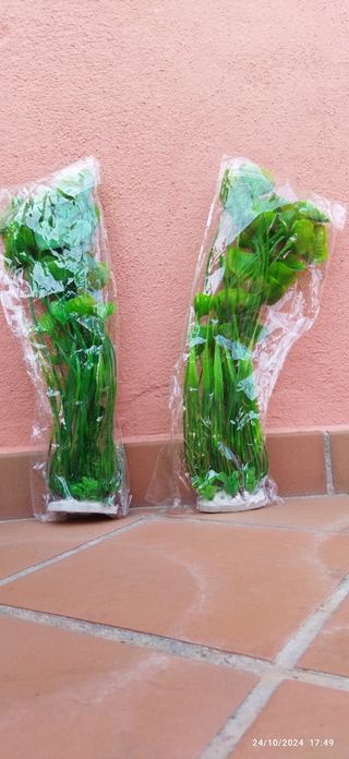 Plantas acuario 