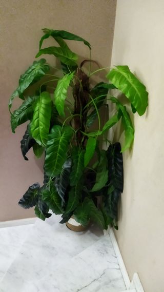 Planta artificial de tronco y frondosa