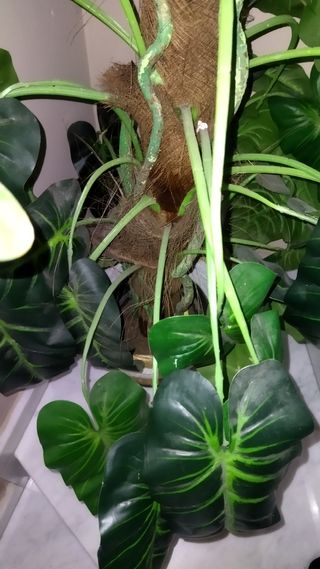 Planta artificial de tronco y frondosa