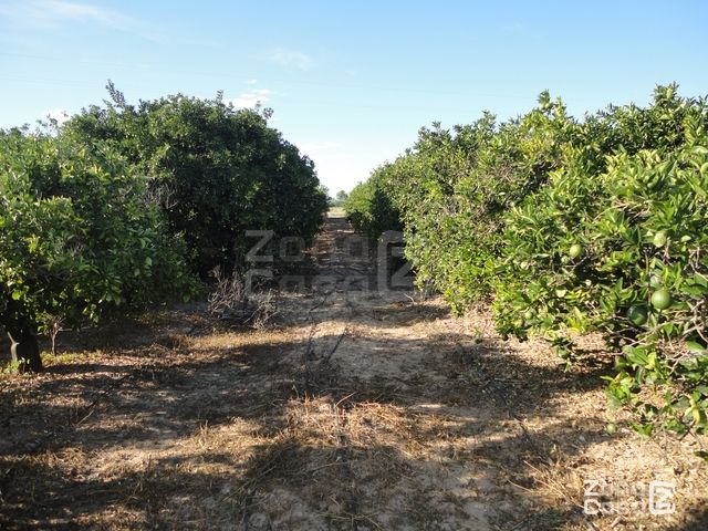 CASETA DE CAMPO - POLINYA DE XUQUER