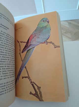 Libro PERIQUITOS, LOROS Y PAPAGAYOS