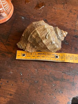 2 conchiglie da collezione