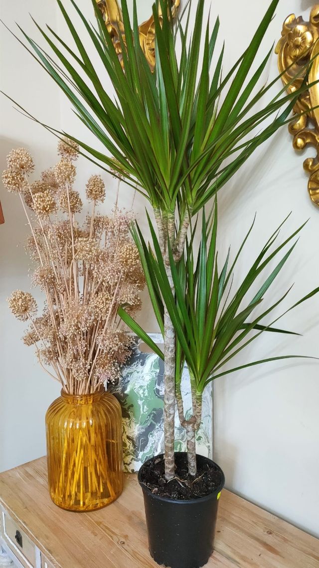 Planta Dracena Interior Grande 